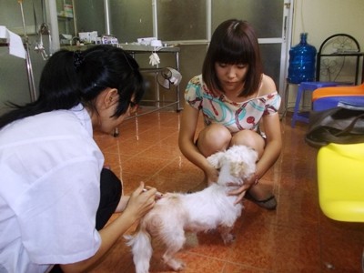 Một cô gái xinh đẹp mang vật nuôi của mình đến điều trị